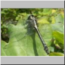 Gomphus vulgatissimus - Gemeine Keiljungfer m04.jpg